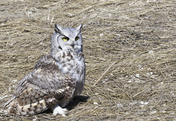 Horned owl standing on mowed grass