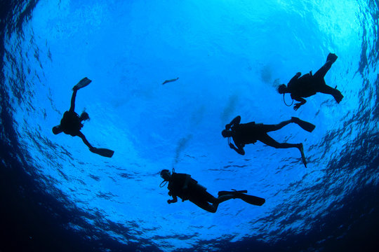 Scuba dive. Scuba divers in ocean. Scuba diving underwater
