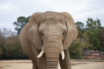 Fototapeta na wymiar African Savanah Elephant