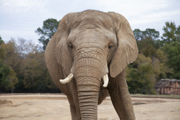 African Savanah Elephant