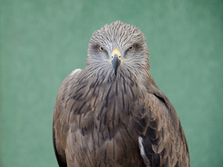Profile of predatory bird hawk