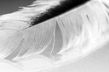 Black and white photo of hen feather with details and reflexions