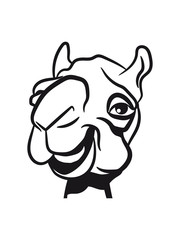 Camel laughing funny