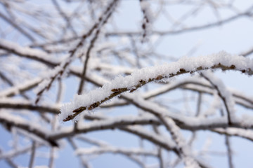 Snow Covered Nature