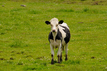 Holstein Cow, Heifer, in Green Pasture