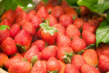 Background of freshly harvested strawberries