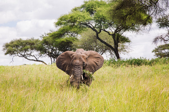 An elephant eats in the tall grasses of Tarangire National Park