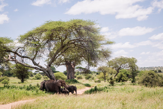 An elephant family in the shade in Tarangire Natioanl Park