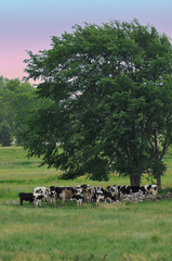 Cows Waiting for Rain to Pass