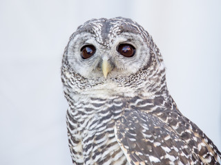 Little owl portrait