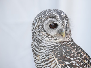 Little owl portrait