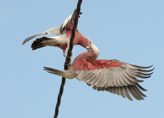  galahs on telegraph wires © 169169