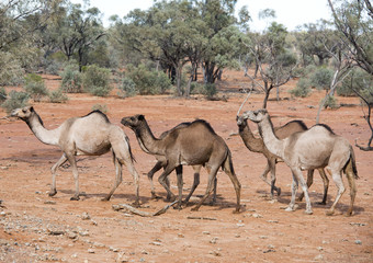 Naklejka na ściany i meble wild camels in outback Queensland,Australia.