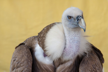 Portrait of a vulture
