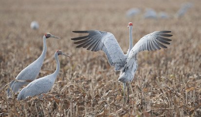  brolga feeding on a grain crop, Queensland, Australia.
