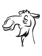 Camel funny silly cool