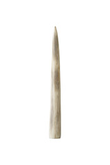 Ivory tusk on white background