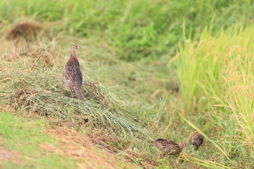Japanese Pheasant (Phasianus versicolor) in Japan
