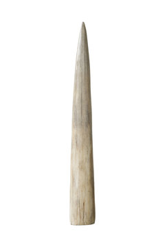 Fototapeta Ivory tusk on white background