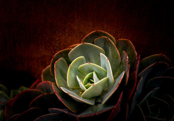 Sempervivum flower