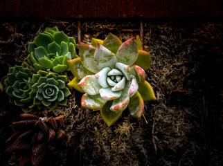 Sempervivum flower