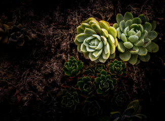 Sempervivum flower