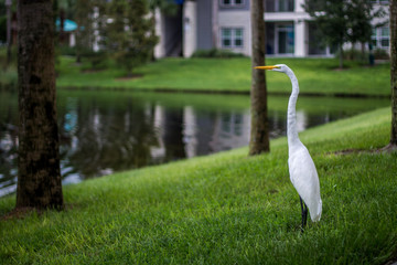Great White Egret