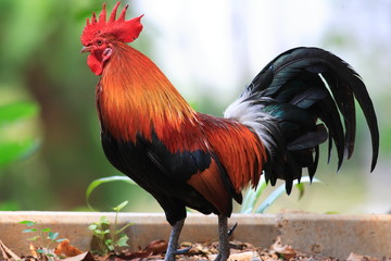 Red Junglefowl (Gallus gallus) in Thailand

