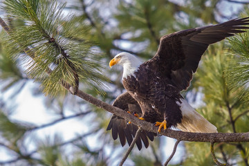 Obraz premium Eagle on branch spreads wings.
