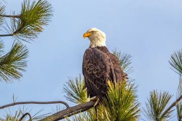 Blackout roller blinds Eagle Majestic eagle on branch.