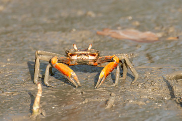 Fototapeta na wymiar Crab on the mud.