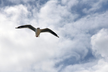 Lone Gull
