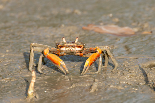  Crab on the mud.