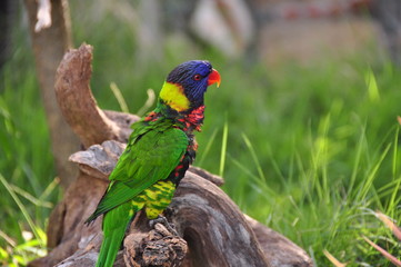 St. Thomas Parrot