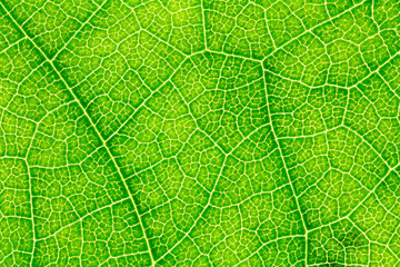 Leaf texture, leaf background for design with copy space for text or image. Leaf motifs that occurs natural.