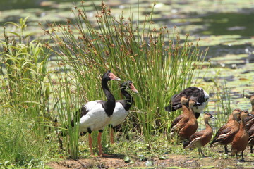 Magpie goose (Anseranas semipalmata) in Australia
