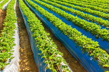 Strawberry field