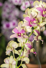 Fototapeta na wymiar Hybrid Yellow Dendrobium orchid flower