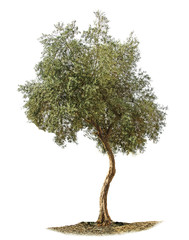 Olivenbaum auf weiß