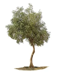 Wall murals Olive tree Olive tree on white