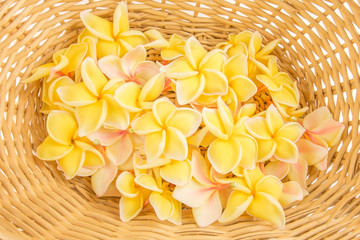 corbeille de fleurs exotiques, frangipanier ou plumeria