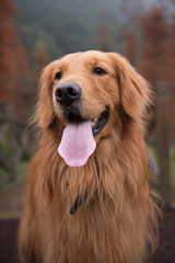 Obraz premium Closeup of a golden retriever
