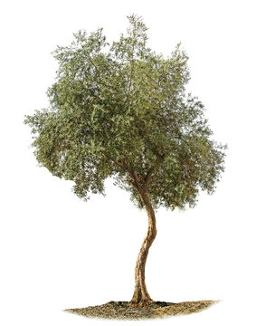 Olive tree on white