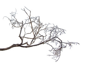 close up of dry branch