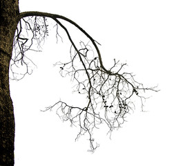 close up of dry branch