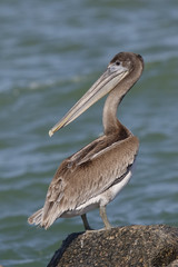 Brown Pelican perched on a rock - St. Petersburg, Florida