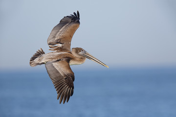 Obraz premium Brown Pelican in flight - St. Petersburg, Florida