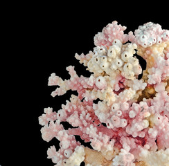 coral on black background