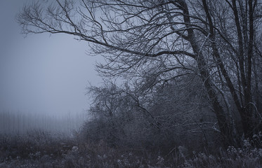 Winter scene in the park