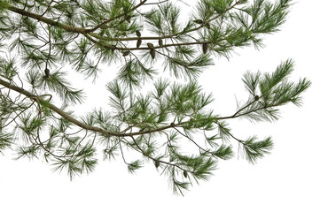 Pine branch with cones isolated on white background